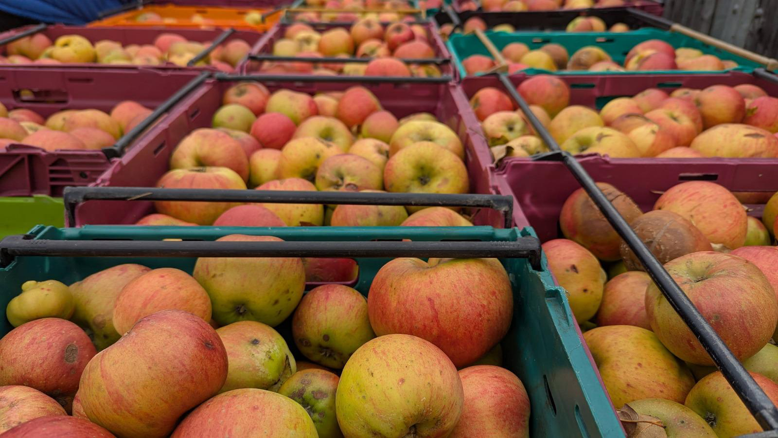 Apple pressing day photo 12