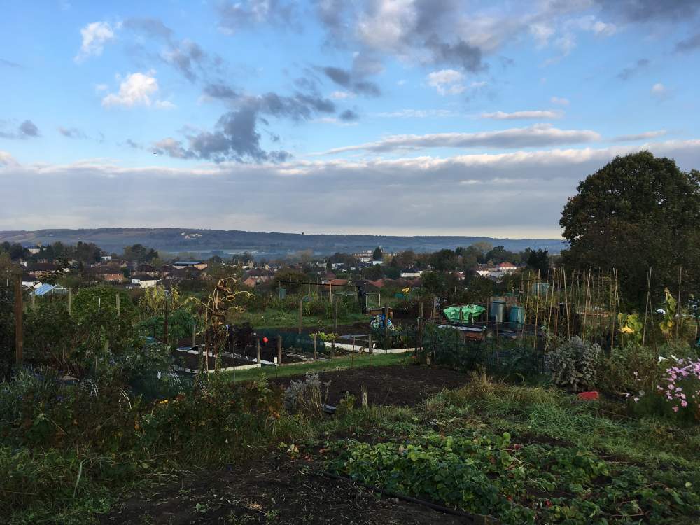 A row of allotment plots with sheds and greenhouses