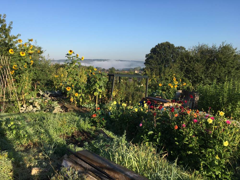 Vegetables growing in raised beds